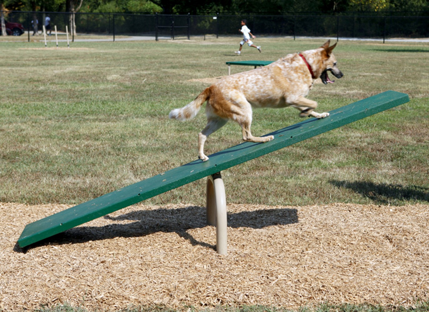 Teeter Totter - Dog Park Equipment - American Parks Company