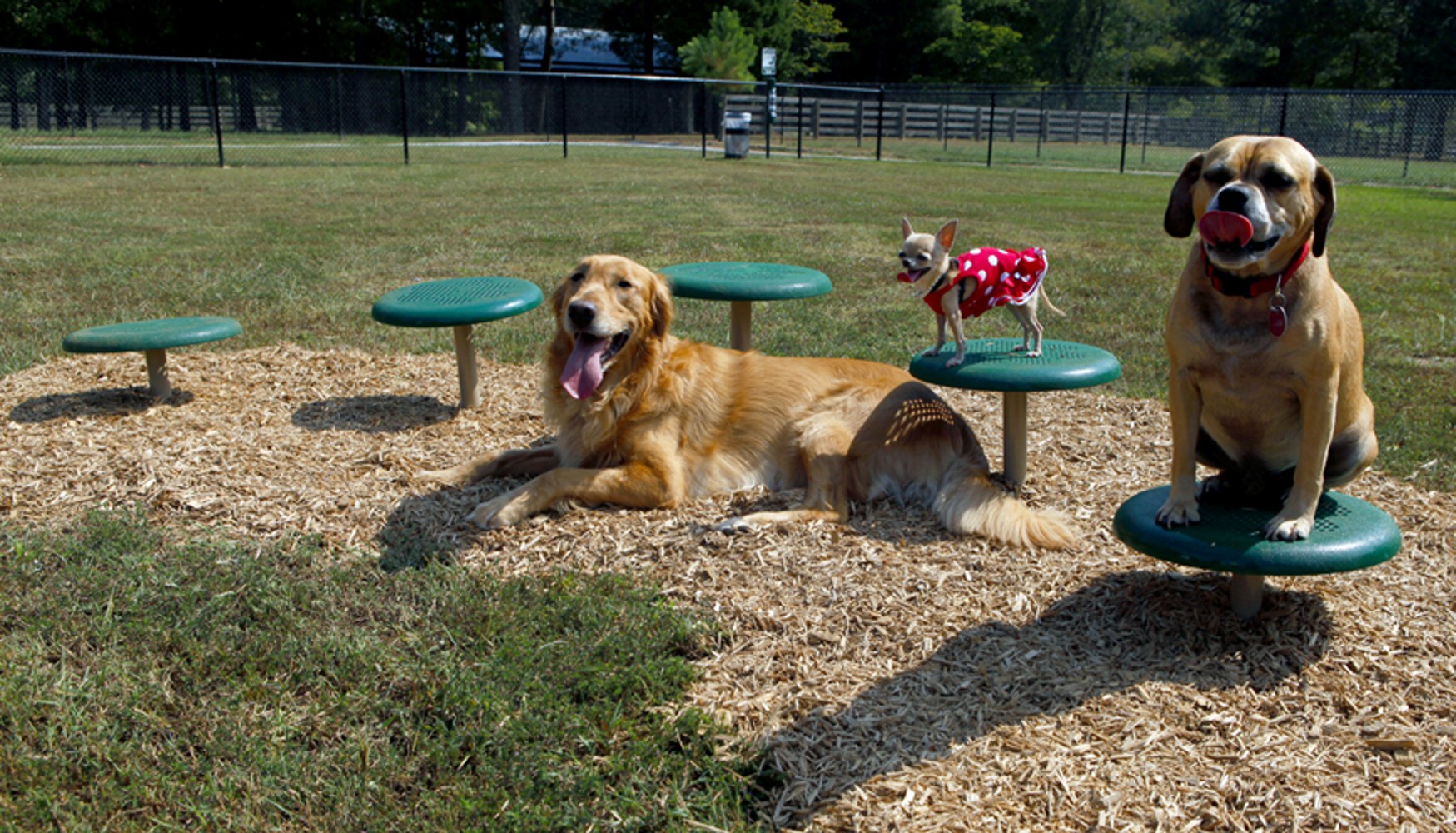 Stepping Paws - Dog Park Equipment - American Parks Company